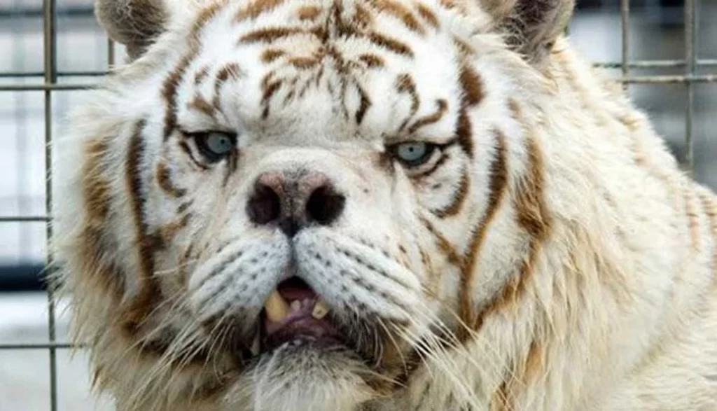 tigre con síndrome down