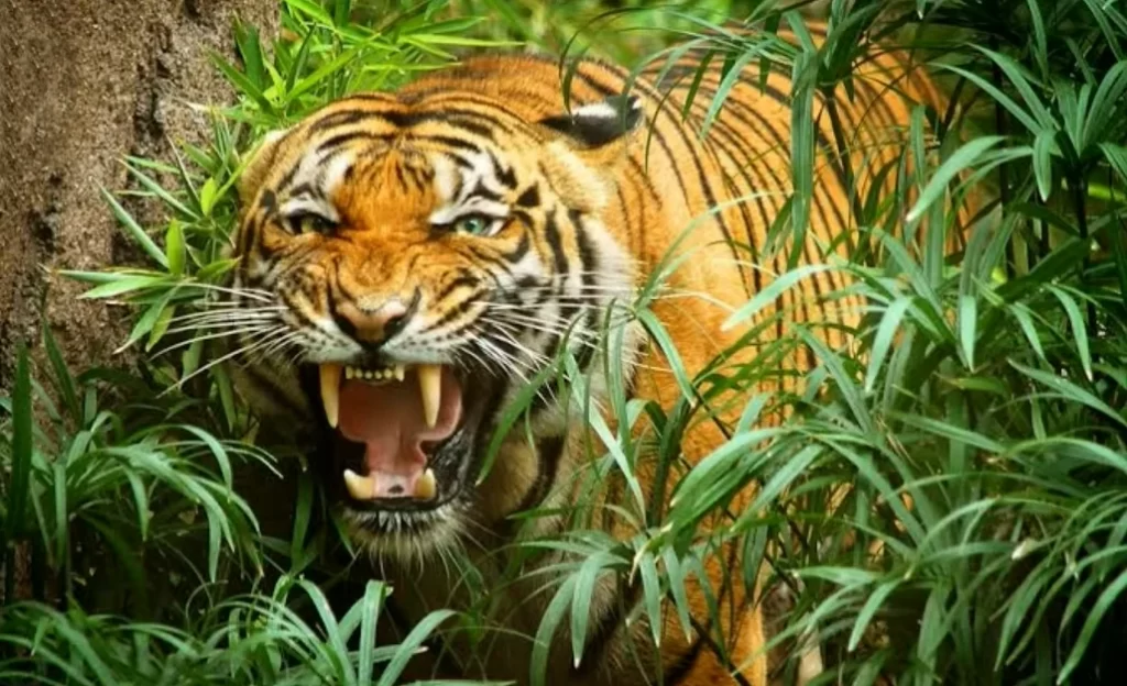 como es el Tigre de Indochina
