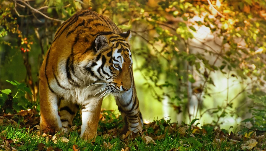 tigre en cautividad