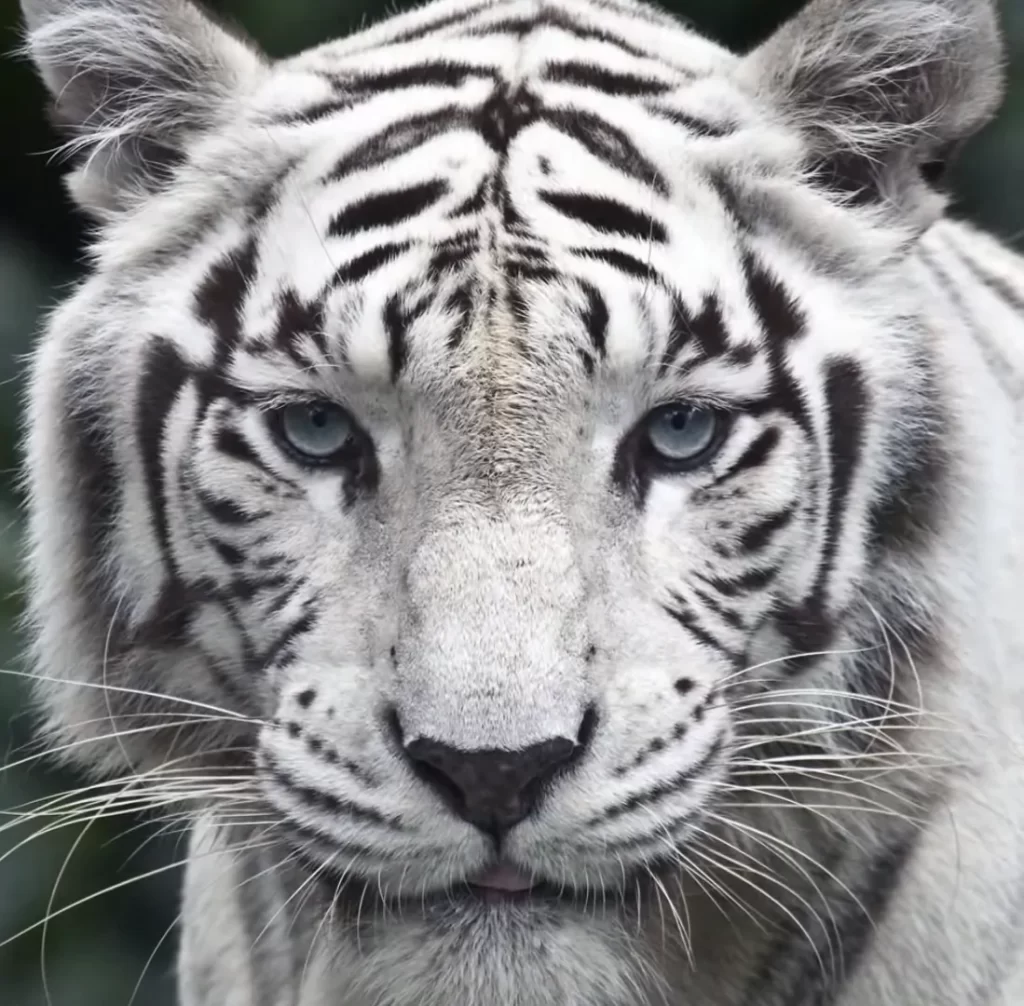 la mirada el tigre de las nieves