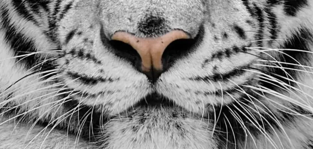 los sentidos del tigre