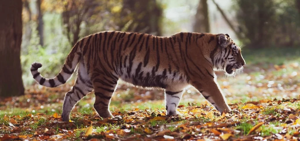 cuanto mide un tigre siberiano