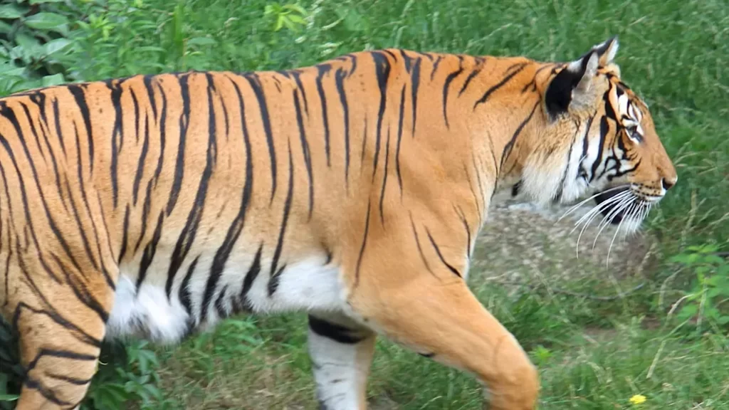 peso del tigre en Birmania