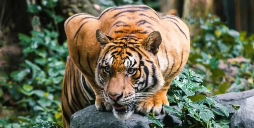 posición de ataque del tigre malayo