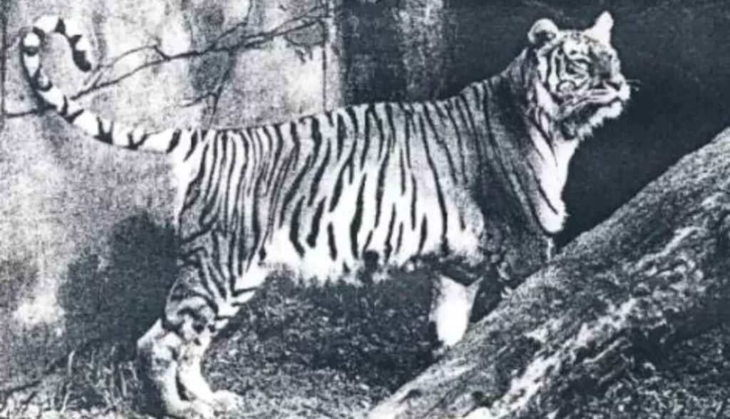 el extinto tigre de Bali