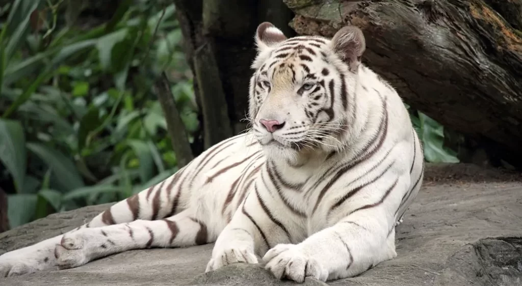 tigre blanco en el zoo