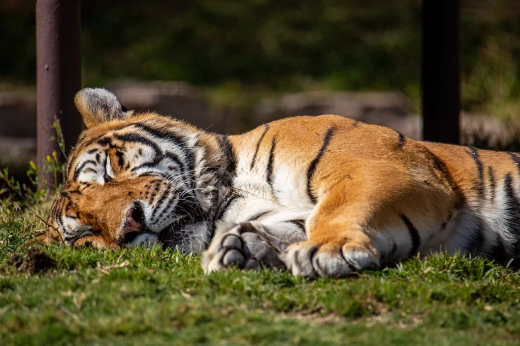 tigre indio en cautividad
