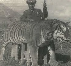 tigre del caspio cazado