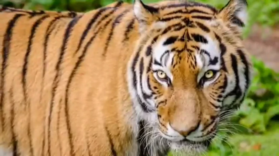 tigre macho del sur de china