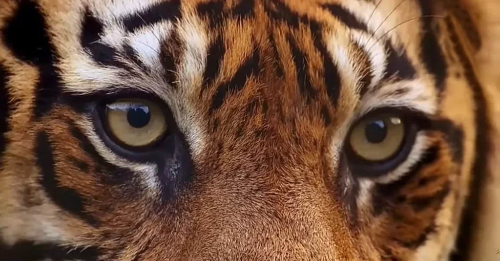 la visión del tigre
