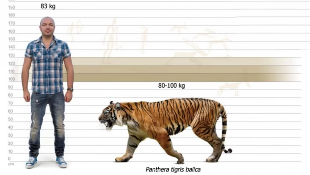 tamaño y peso de un ejemplar adulto y comparación con un humano