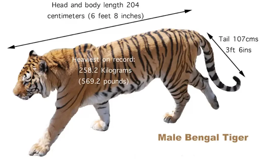 imagen con el tamaño y peso del tigre