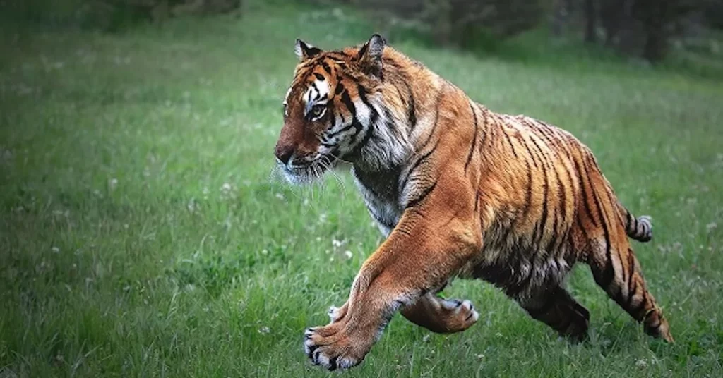 descripción de un tigre macho
