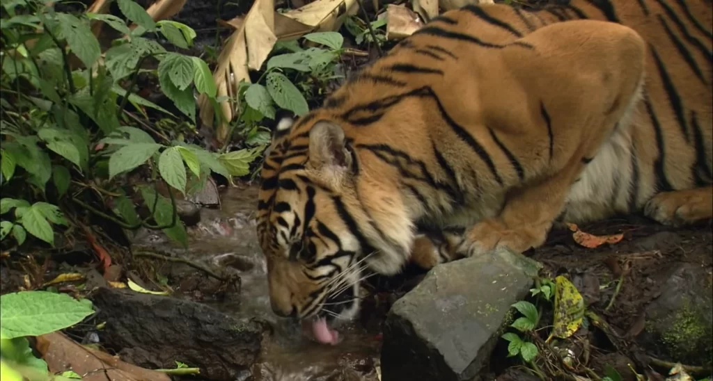 tigre del sur de china bebiendo agua