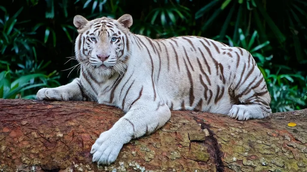 tigre blanco en cautividad