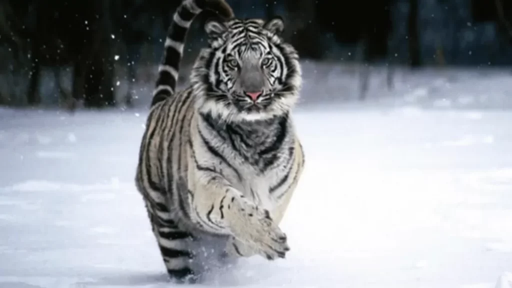 tigre con mutación genética