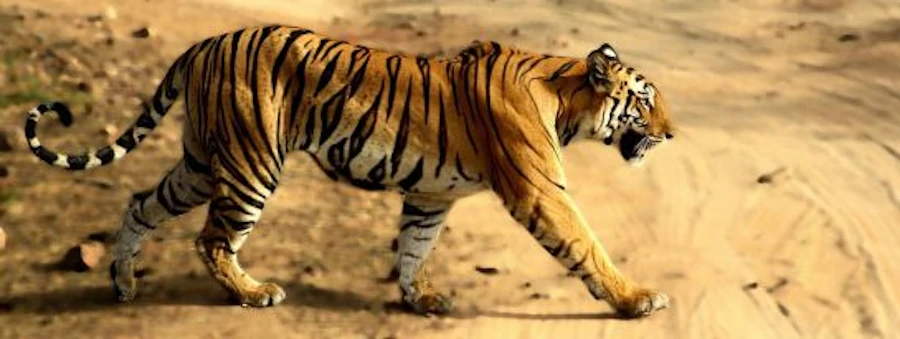 tigre en estado salvaje
