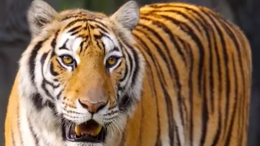 tigre de Amoy en peligro de extinción