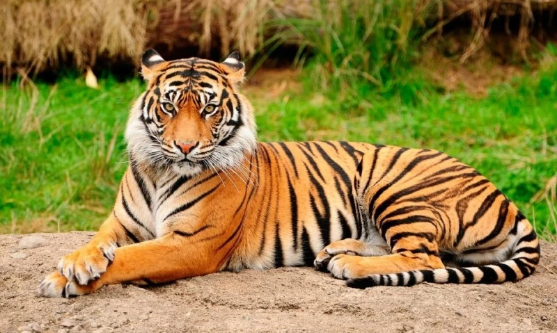 característico pelaje del tigre de bengala