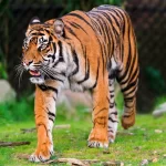 ¿Qué se está haciendo para salvar al tigre de Sumatra?