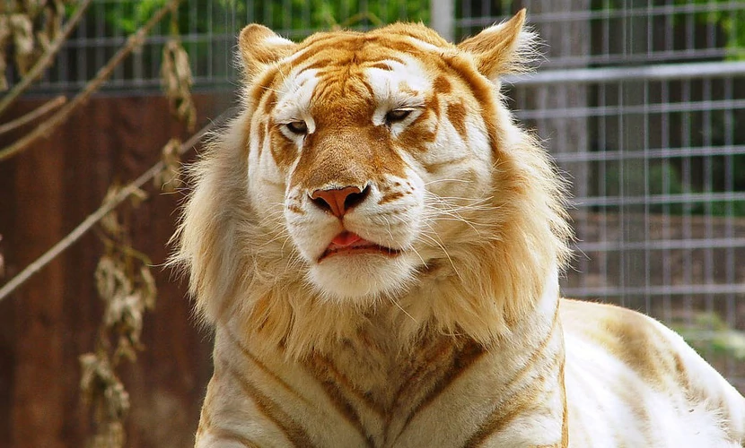tigre dorado o tigre fresa