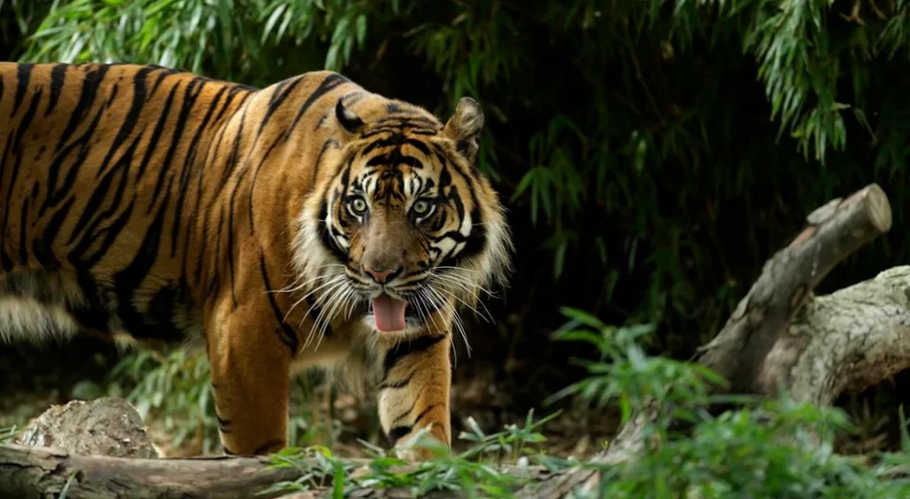 tigre en un bosque de Nepal