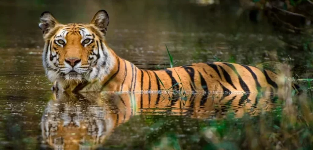 tigres en manglares de sur de Asia