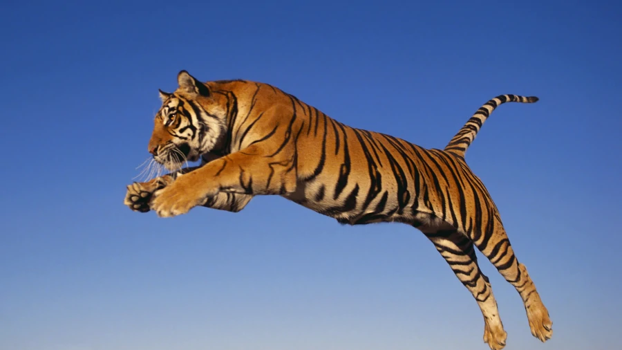 tigre de bengala saltando