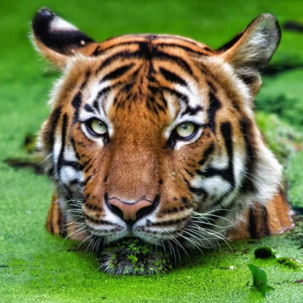 la mirada del tigre
