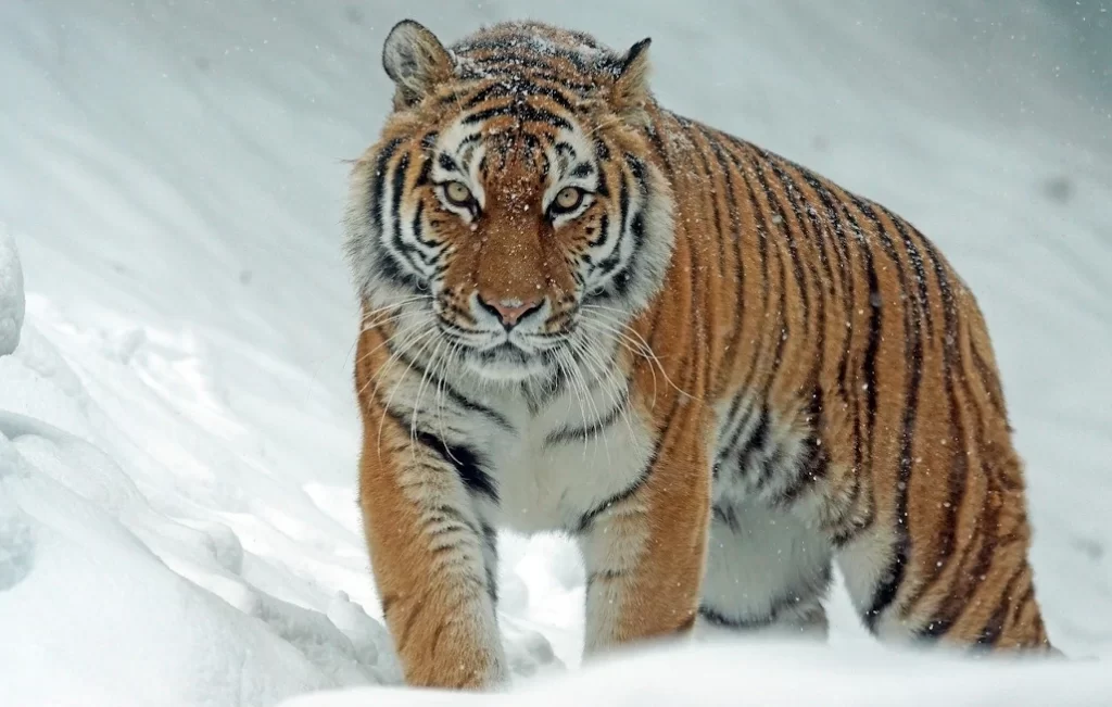 los tigres siberianos