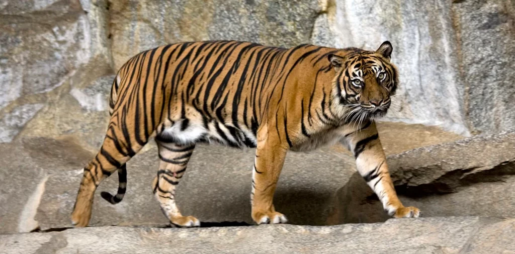macho del Tigre de Sumatra