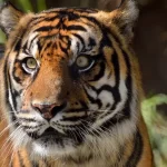 ¿Cuándo se extinguió el tigre de Sumatra?