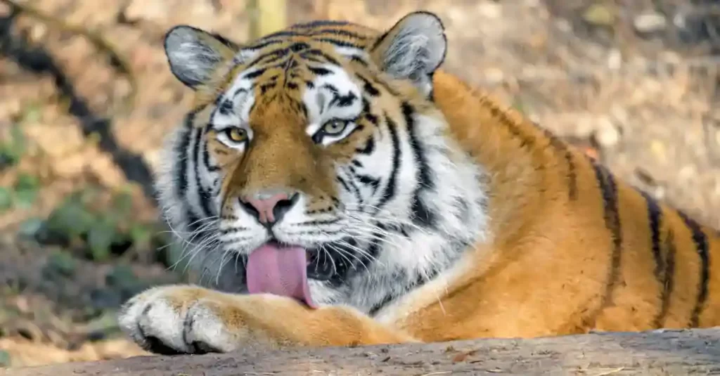 tigre utilizando la lengua para limpiarse