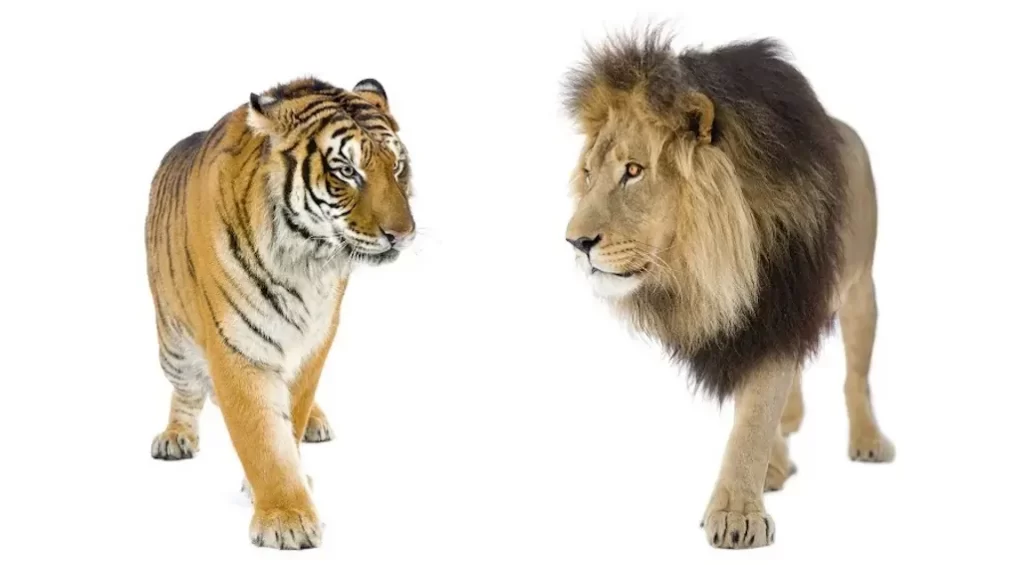 diferencias entre Tigres y Leones