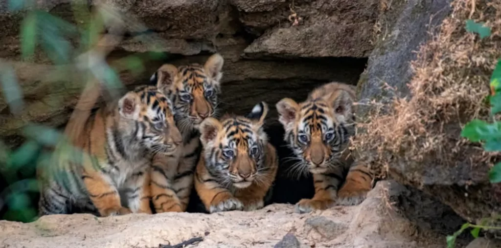 cachorros de tigre en una cueva