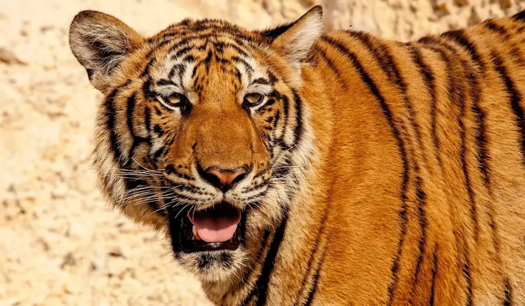 organizaciones más conocidas en defensa del tigre