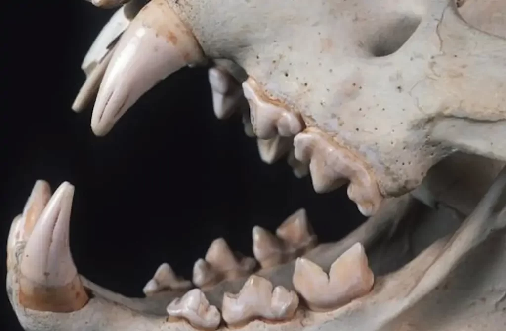 cráneo con los dientes de los tigres