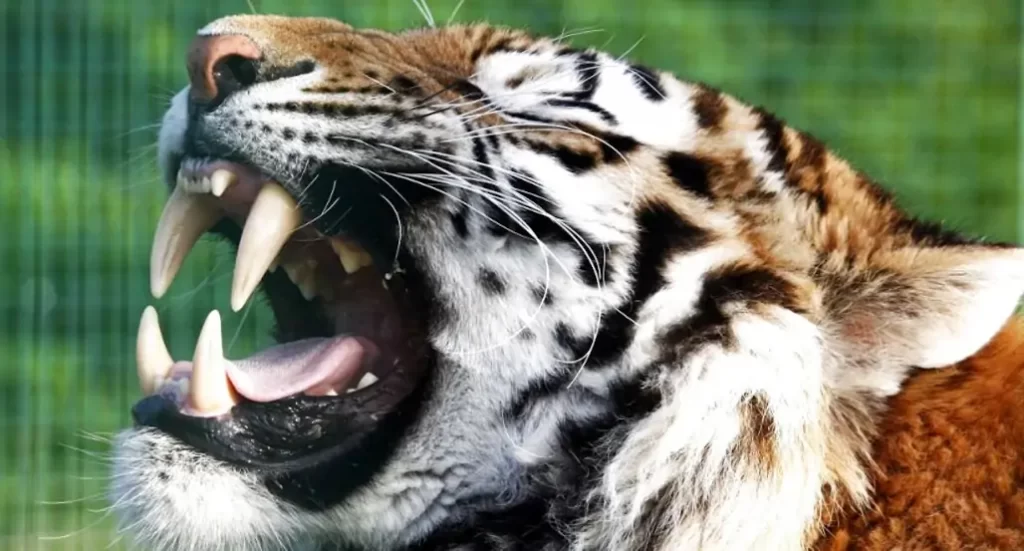 los dientes del tigre