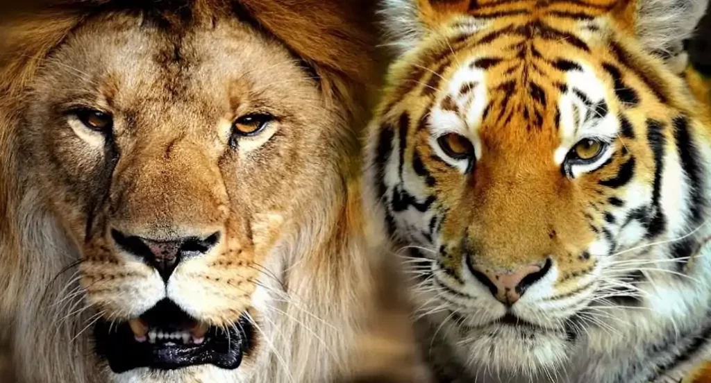 diferencias entre el tigre y el león