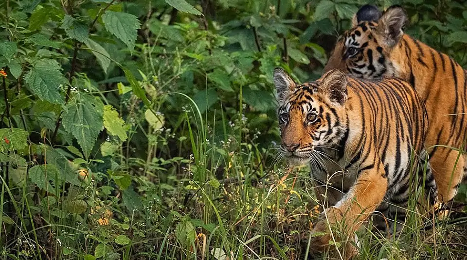 grupos para la ayuda y protección del tigre