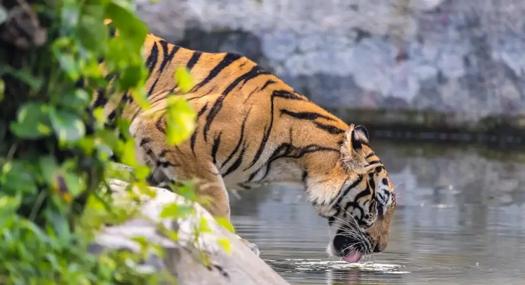 felino bebiendo agua en la orilla del rio