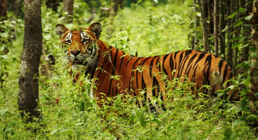 tigre en la jungla de Myanmar