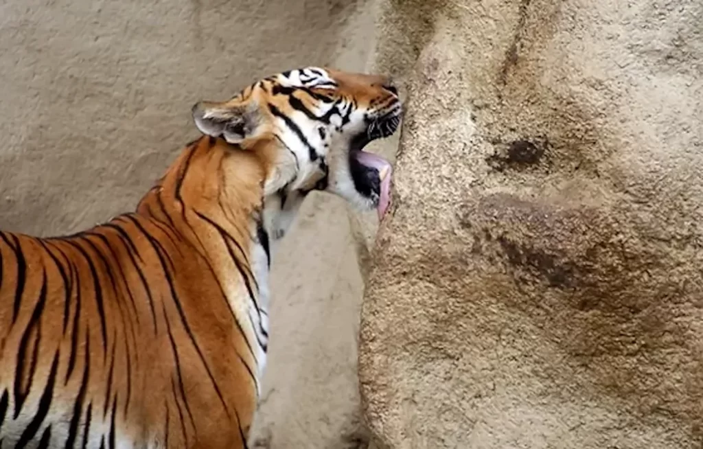tigre lamiendo una roca