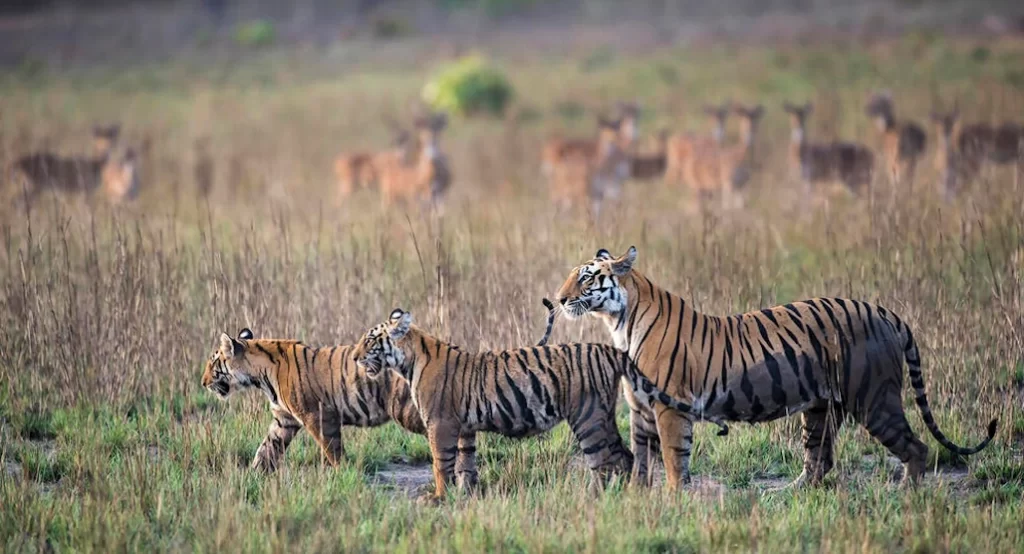 tigres criados en reservas de África