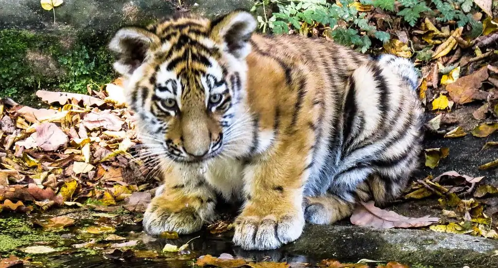 cachorro tigre de bengala