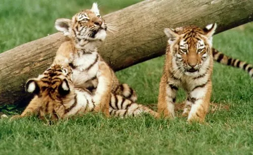 camada de tigres de bengala bebé
