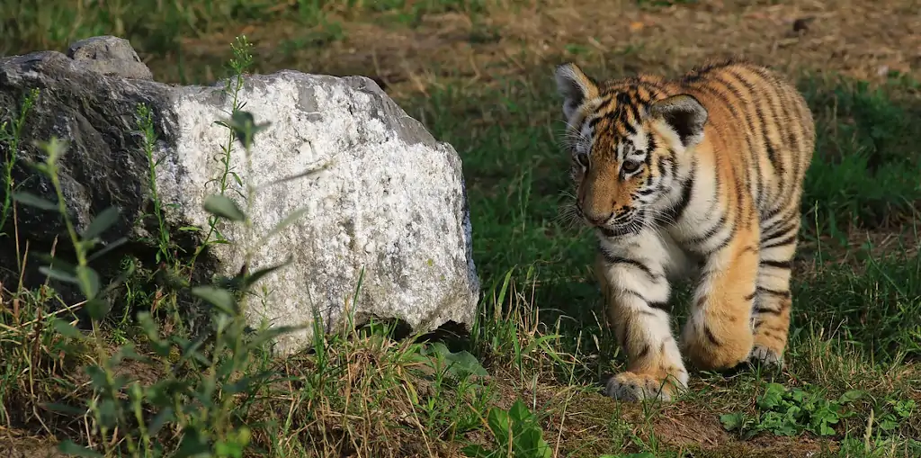 cría de tigre de bengala