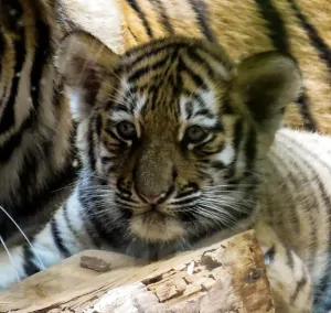 tigre recién nacido