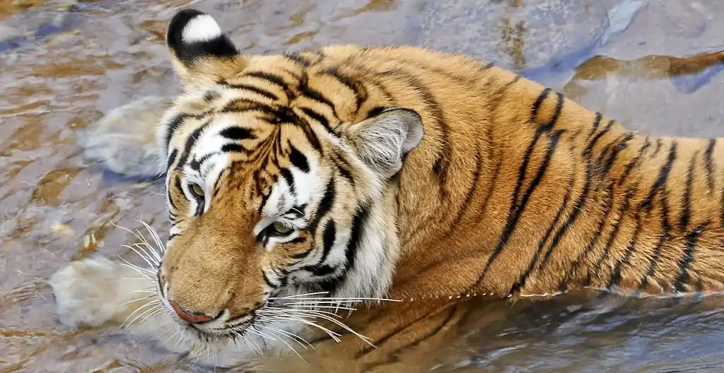 extinción del tigre