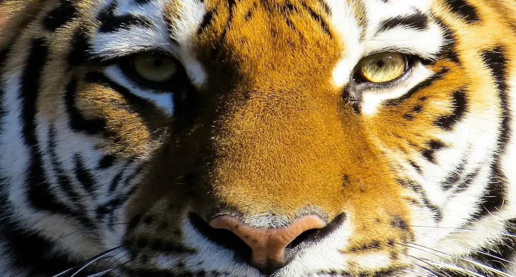mirada del tigre con rayos de luz